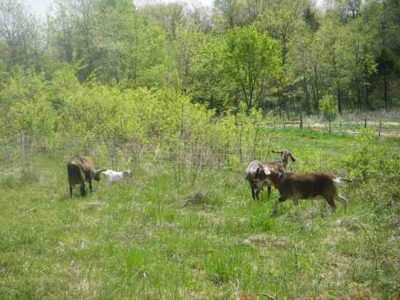 Keeping Dairy Goats on Rotational Pasture 24/7 to Reduce Internal Parasites Image